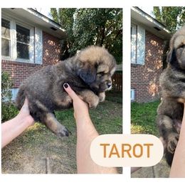 Neapolitan Mastiff and Tibetan Mastiff Puppies from Carolina Coastal Mastinos