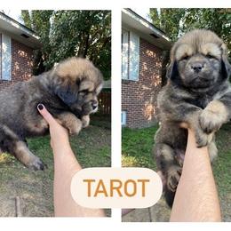 Neapolitan Mastiff and Tibetan Mastiff Puppies from Carolina Coastal Mastinos