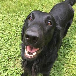 Doberman Pinschers, Flat-Coated Retrievers, and Golden Retrievers from Creekwood Kennel