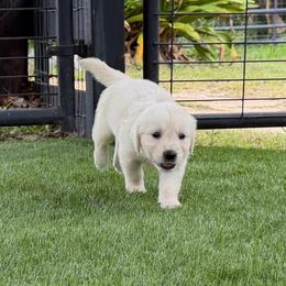 Wahoo - Light golden male Golden Retriever puppy in Oak Hill, Florida from Swingin T Ranch LLC