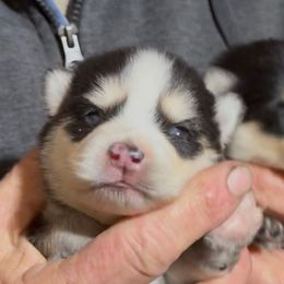 Flame - Black and white female Pomsky puppy in Spring Hill, Florida from PDQ Pomskies