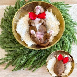 SPORTY SPICE - SPICE GIRLS LITTER - Red  female Goldendoodle puppy in Bell Buckle, Tennessee from Precious Puptown Doodles