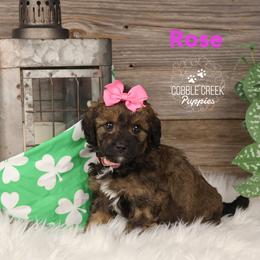 Rose - Sable female Bernedoodle puppy in Heyworth, Illinois from Cobble Creek Puppies