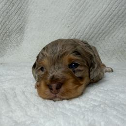 Denize - Brown white and tan female Cockapoo puppy in Queens, New York from The 2 Musketeers_Cockapoos