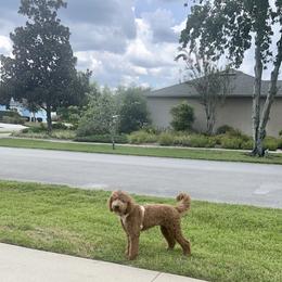 Goldendoodle and Poodle Puppies from Florida Coast Golden Doodles