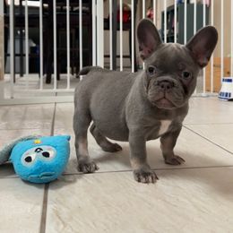 French Bulldog Puppies from Monique Ratchford