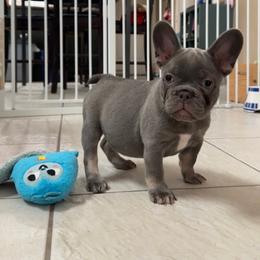 French Bulldog Puppies from Monique Ratchford