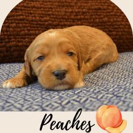 Peaches - Apricot female Goldendoodle puppy in Batavia, Ohio from Cozy Cove Goldendoodles