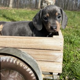 Dachshund Puppies from Golden Creek Farm