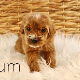 Rum - Apricot male Goldendoodle puppy in Casa Grande, Arizona from AzDoodle Dandies