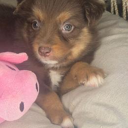 Hilary - Red tri-color female Aussiedoodle puppy in Lincoln, California from Pasta Puppies Doodles