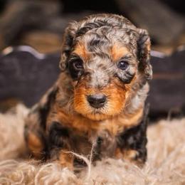 Dumbledore - Blue merle male Bernedoodle puppy in Tyner, Kentucky from Good Dog Doodles