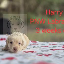 Harry - Yellow male Labrador Retriever puppy in Rogue River, Oregon from PNW Labradors