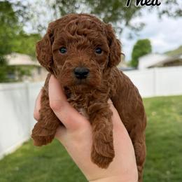 Thea - Red  female Poodle puppy in Morehead, Kentucky from Paw Perfect Pets