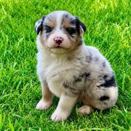 Malibu - Blue merle female Australian Shepherd puppy in Howardsville, Virginia from Spectacular Aussies and Cavaliers