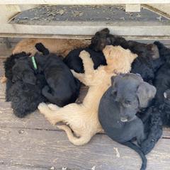 Assorted Doodle Crosses Puppies from Meadow View Danoodles