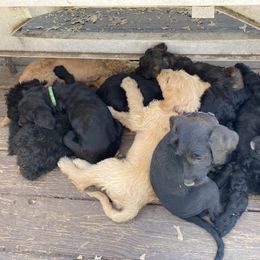 Assorted Doodle Crosses Puppies from Meadow View Danoodles