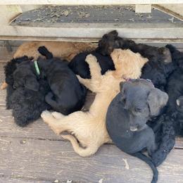 Assorted Doodle Crosses Puppies from Meadow View Danoodles