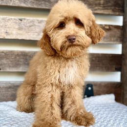Bonnie - Caramel red female Australian Labradoodle puppy in Sarasota, Florida from GWagz