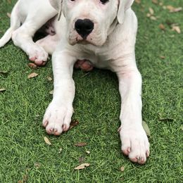 Dogo Argentino and Greyhound Puppies from Wayward Dogos and Hounds