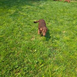 Blossom - Tan female Chesapeake Bay Retriever puppy in Soap Lake, Washington from Desert Oasis Kennels