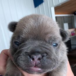 Hero - Blue fawn male French Bulldog puppy in Springfield, Illinois from Paws n Claws Frenchies