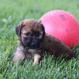 Preston - Wheaten male Whoodle puppy in West Bend, Iowa from Blue Skies Terriers