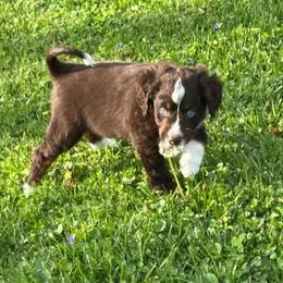 Scout Blues - Red tri-color male Aussiedoodle puppy in Charlestown, Indiana from Forever Aussies and A Doodle