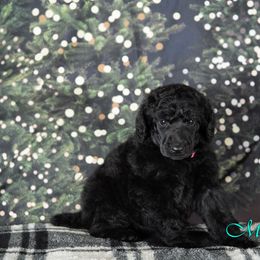 Pumpkin - Poodle puppy in Oklahoma from Morgenstern Kennels