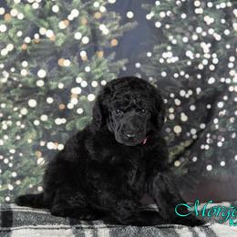 Pumpkin - Poodle puppy in Oklahoma from Morgenstern Kennels