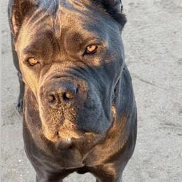 Cane Corso from Diesels Legacy