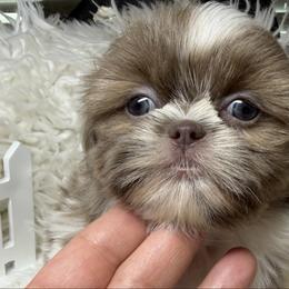 Grace - Lilac female Shih Tzu puppy in Coolidge, Arizona from Shih Tzu’s  ‘N’ Love