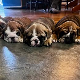 Bulldog Puppies from K&D Bulldogs