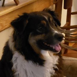 Ivy - Australian Shepherd