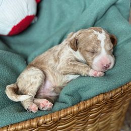 Houdini - Apricot male Goldendoodle puppy in Wharton, Texas from Little Fur Friends