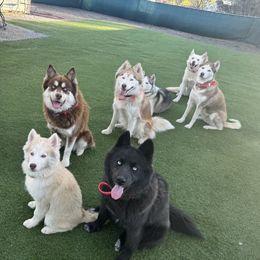 Siberian Husky Puppies from Young Orchard Siberians