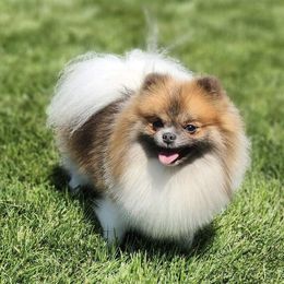 Gus - Pomeranian