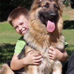 Poppy - German Shepherd