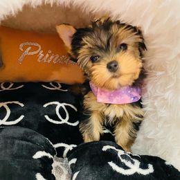 Yorkshire Terrier Puppies from Green Mountain Designer Yorkies