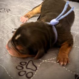 Girl 1 periwinkle - Black and tan female Yorkshire Terrier puppy in Machesney Park, Illinois from Three Yorkie Family