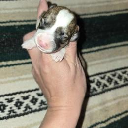 Dawson - Red male Pembroke Welsh Corgi puppy in Anton, Texas from X Bar's Lil Legs of Texas