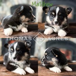 Matthew - Black and tan male Pembroke Welsh Corgi puppy in Raymond, Illinois from Thomas Acres