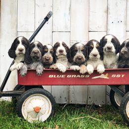 English Springer Spaniel Puppies from Roan Creek Kennels