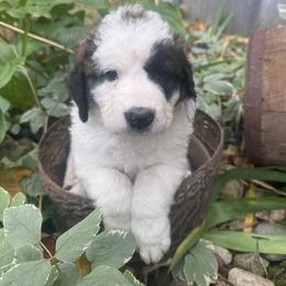 Puddle - Brown and white female Saint Berdoodle puppy in Traverse City, Michigan from Bare Paws Saint Berdoodles
