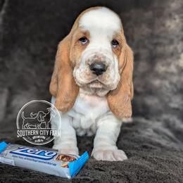 Zero - Red and white female Basset Hound puppy in Talbotton, Georgia from Southern City Bassets