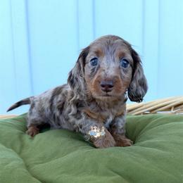 Hershey - Dapple male Dachshund puppy in Cave City, Kentucky from Mammoth Cave Dachshunds