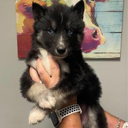 Kona - Agouti and white female Siberian Husky puppy in Thomasville, Georgia from Southern Blues Siberian Huskies