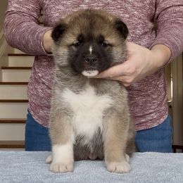 Boy 2 - Red male Akita puppy in Coopersburg, Pennsylvania from Main Street Akitas