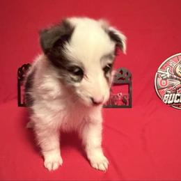 Right Blue Eye - Blue merle and white male Shetland Sheepdog puppy in Dayton, Ohio from Buckeye Shelties