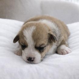 14 white collar - White and fawn male Pembroke Welsh Corgi puppy in Port Republic, Maryland from Bestfurends